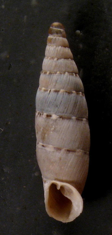Papillifera papillaris (O.F. Mller, 1774) da Malta